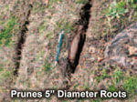 Root Pruner