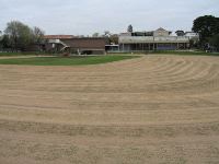 Top Dressing